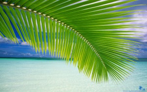 02.beach-palm-leaf